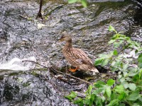 014.JPG (448.54 КБ) 12949 просмотров 014.JPG