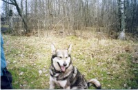 EPSON062.JPG (337.08 КБ) 3130 просмотров EPSON062.JPG