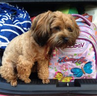 orchidea.jpg (115.88 КБ) 2277 просмотров orchidea.jpg