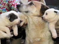 Щеки 2.jpg (374.35 КБ) 2209 просмотров Щеки 2.jpg