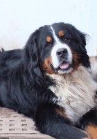 Джокер.jpg (45.46 КБ) 2986 просмотров Джокер.jpg