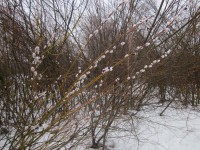 IMG_3589.jpg (165.2 КБ) 18219 просмотров IMG_3589.jpg