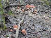 dscn1101-qpr.jpg (232.98 КБ) 13562 просмотра dscn1101-qpr.jpg