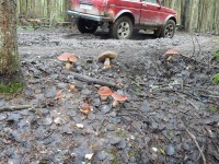 dscn1100-qpr.jpg (237.42 КБ) 13225 просмотров dscn1100-qpr.jpg