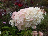 20150919_110322.jpg (109.75 КБ) 18769 просмотров 20150919_110322.jpg