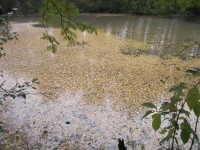 IMG_5108_1.jpg (71.89 КБ) 19195 просмотров IMG_5108_1.jpg