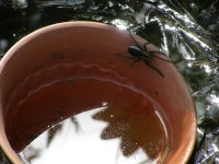 P6022463.JPG (545.4 КБ) 16312 просмотров P6022463.JPG