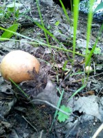 IMG_20160609_143522.jpg (119.42 КБ) 12199 просмотров IMG_20160609_143522.jpg