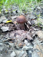 IMG_20160609_135935.jpg (130.43 КБ) 12194 просмотра IMG_20160609_135935.jpg