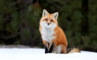 Foxes_Snow_463204.jpg