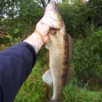 IMG_20190813_072334_136.jpg (134.76 КБ) 21519 просмотров IMG_20190813_072334_136.jpg