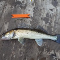 IMG_20190829_064337_415.jpg (122.67 КБ) 22093 просмотра IMG_20190829_064337_415.jpg