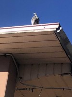 LAA3UsAertY.jpg (129.04 КБ) 3261 просмотр LAA3UsAertY.jpg