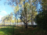 IMG_20240921_105153.jpg