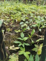 IMG_20250901_125951.jpg (400.67 КБ) 4646 просмотров IMG_20250901_125951.jpg