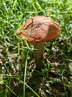 IMG_20260628_102748.jpg