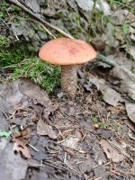 IMG_20260718_083716.jpg