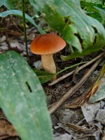 IMG_20260808_084739.jpg