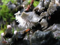 060909 020.jpg (215.01 КБ) 12502 просмотра 060909 020.jpg