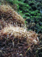 060909 033.jpg (182.5 КБ) 12203 просмотра 060909 033.jpg