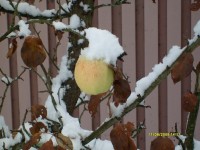 S7300295_resize.JPG (135.51 КБ) 12500 просмотров S7300295_resize.JPG