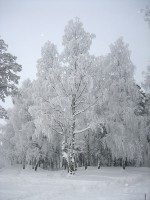 IMG_2489.jpg