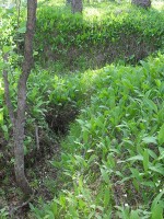 SDC11785.jpg