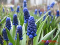 Копия IMG_5345.JPG (165.08 КБ) 11218 просмотров Копия IMG_5345.JPG