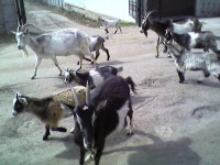 Photo-0041.jpg (97.76 КБ) 4575 просмотров Photo-0041.jpg