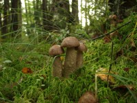 DSCF7801.JPG