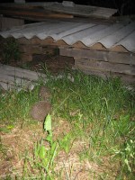 IMG_0604.jpg