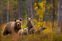 wild_life_photography_25.jpg