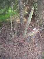 pered_002.jpg (117.19 КБ) 4300 просмотров pered_002.jpg