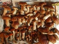 DSCF2347.JPG