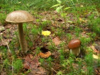 DSCF2335.JPG