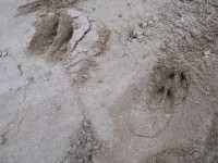 Армия 674.jpg (190.95 КБ) 11803 просмотра Армия 674.jpg