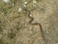 P6230069.JPG (480.69 КБ) 15527 просмотров P6230069.JPG