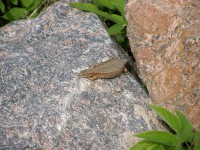 P6080643.JPG (450.46 КБ) 17944 просмотра P6080643.JPG