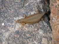 P6080644.JPG (393.42 КБ) 17592 просмотра P6080644.JPG